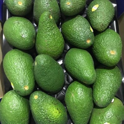 Avocado Year-round
