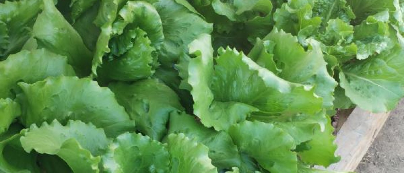 Butter lettuce