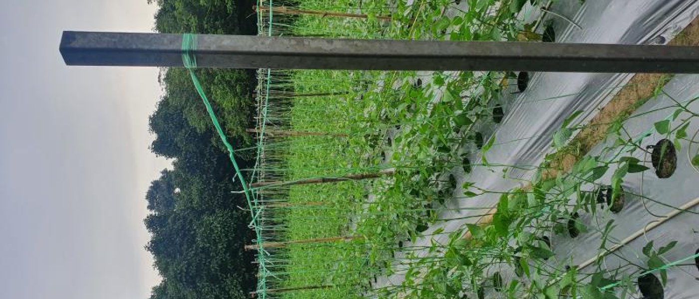 Yard long beans premium Grade,commercial type A