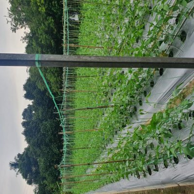 Yard long beans premium Grade,commercial type A