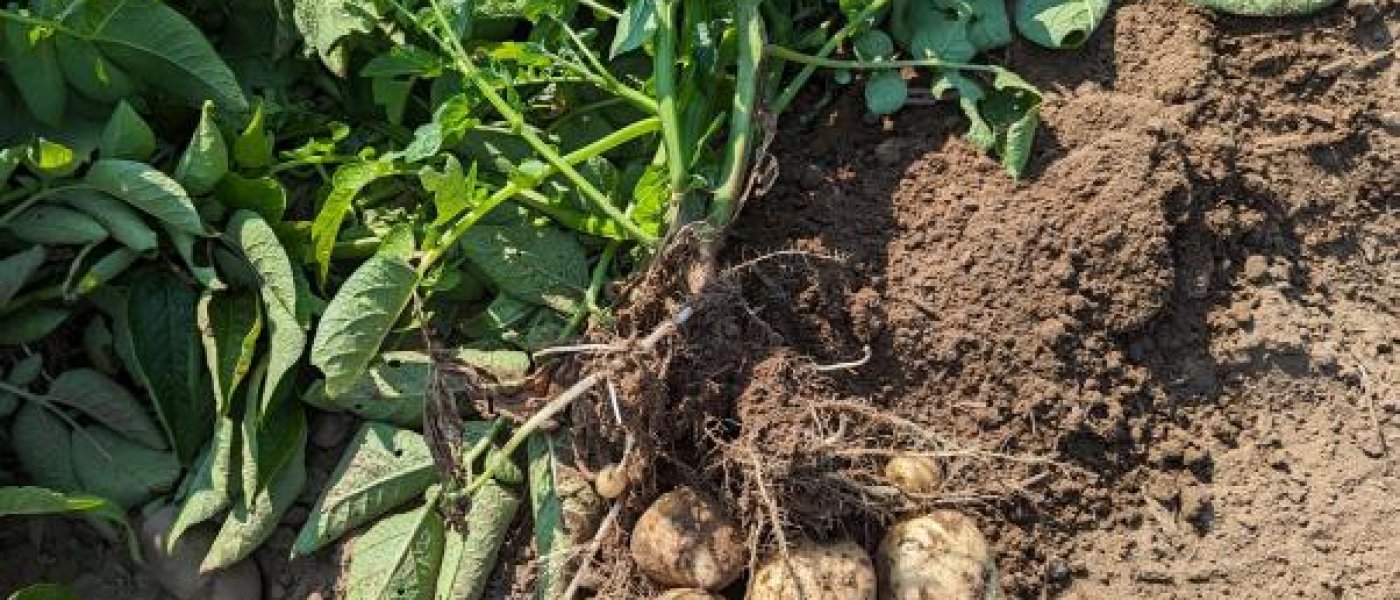 50lb Bags of Washed Kennebec Potatoes