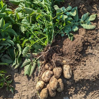 50lb Bags of Washed Kennebec Potatoes