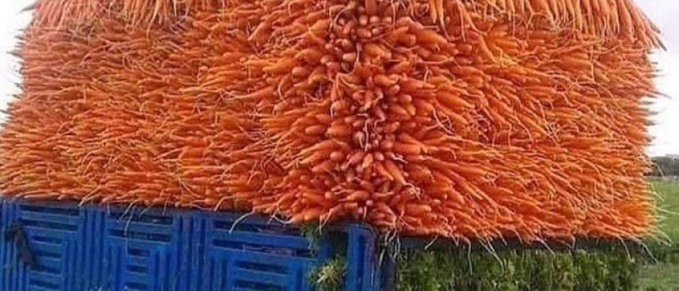 Carrots for sale