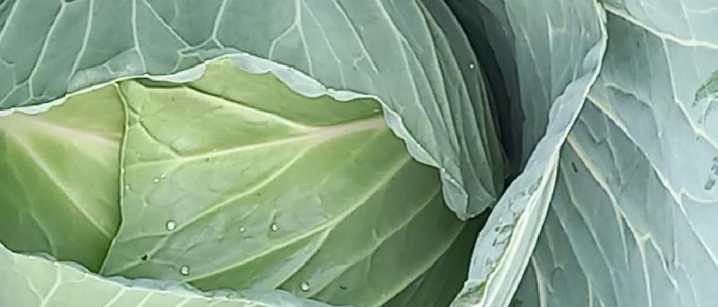 Cabbages