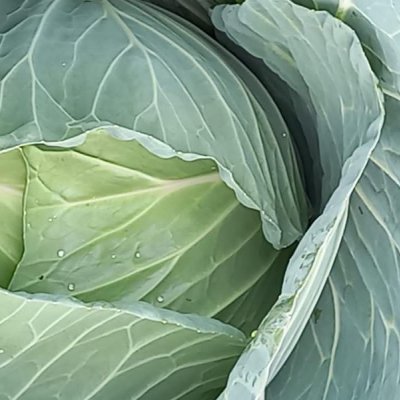 Cabbages