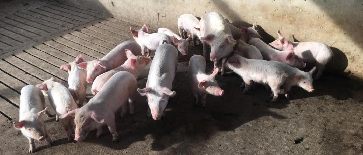 Large White Weaners