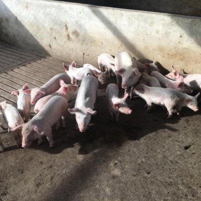 Large White Weaners