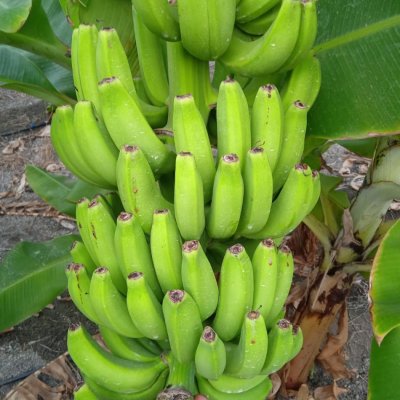 At low price i will sell