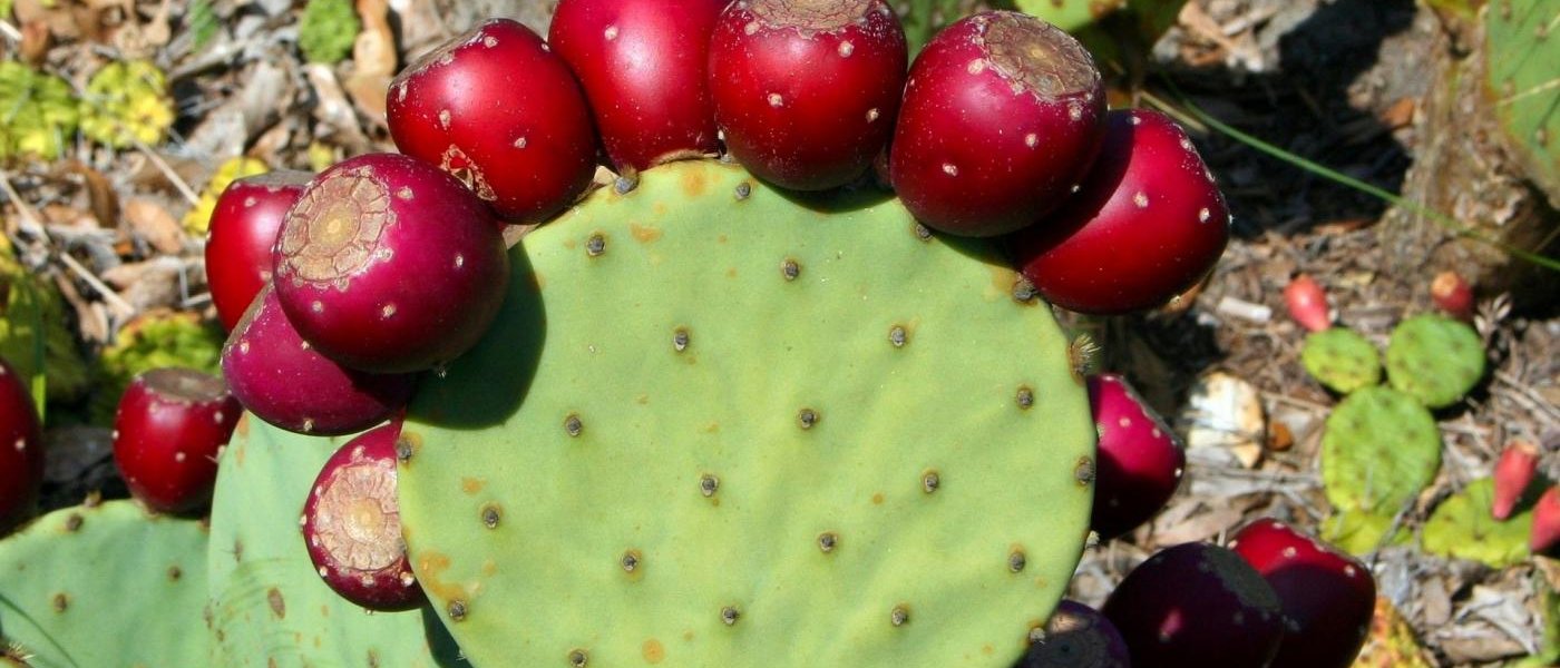 Prickly pear Fruit, Anar phali or sabra Fruit