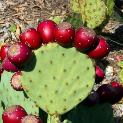 Prickly pear Fruit, Anar phali or sabra Fruit