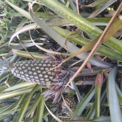 Pineapple