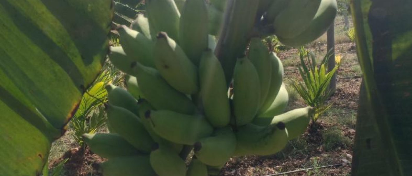 Fresh banana fruits