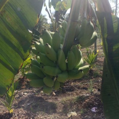 Fresh banana fruits