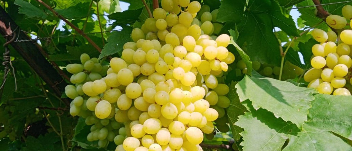 Green grapes( seasonal) , Horsegram, Raisins