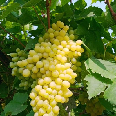 Green grapes( seasonal) , Horsegram, Raisins