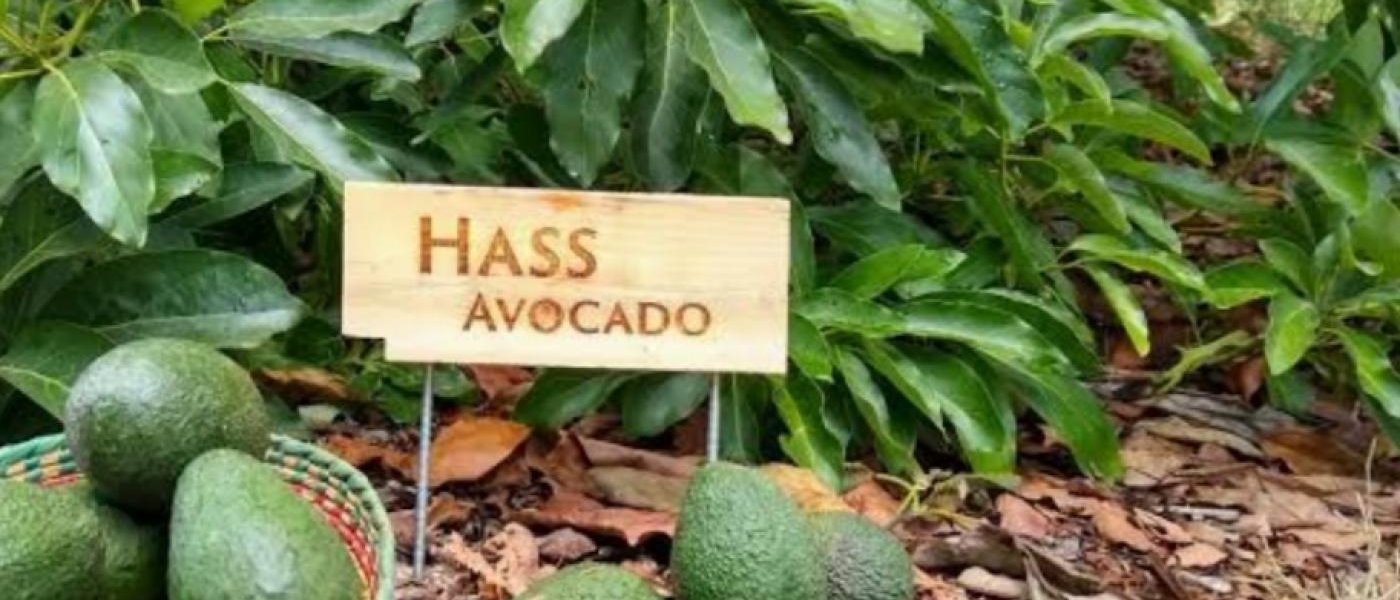 Hass avocado ðŸ¥‘