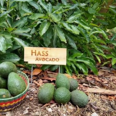 Hass avocado ðŸ¥‘