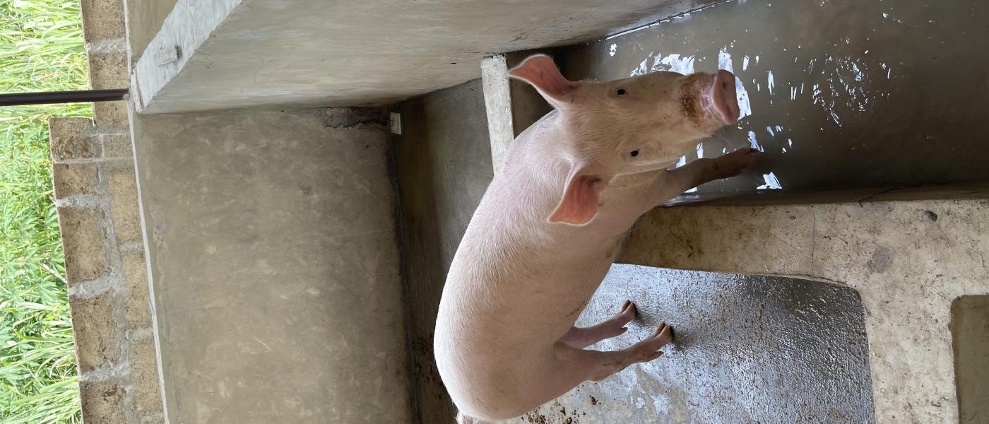 pigs for sale (live weight)