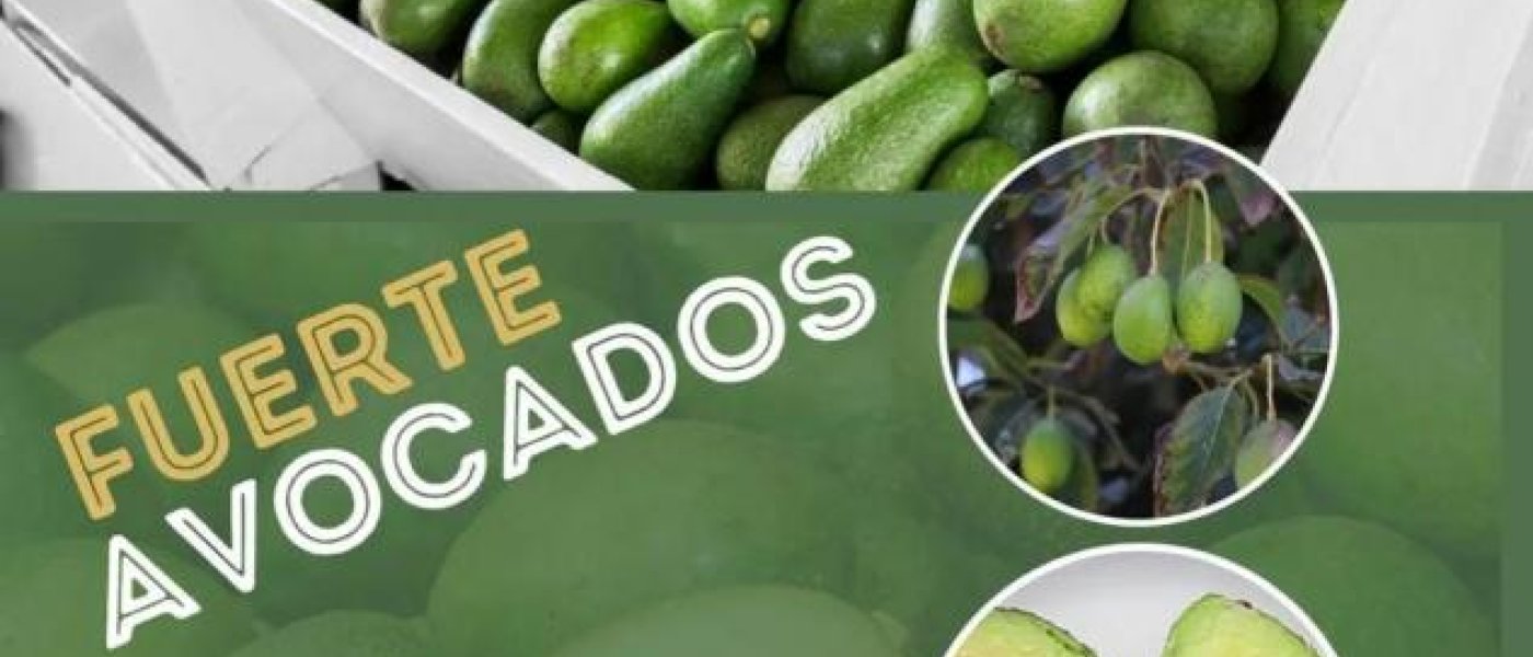 Avocadoes