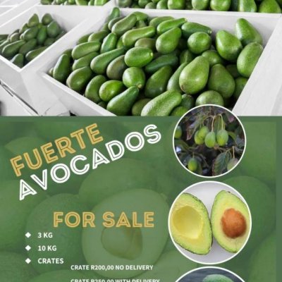 Avocadoes