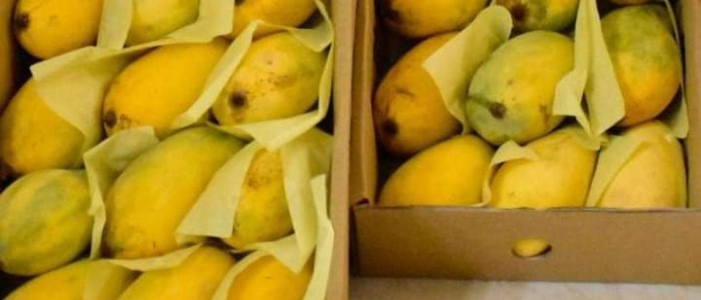 Sindhri Mangoes
