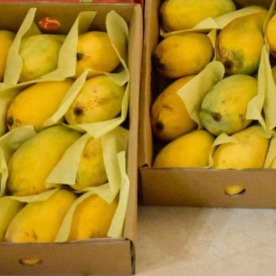 Sindhri Mangoes