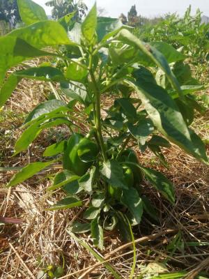 Gerade Green Pepper Farm