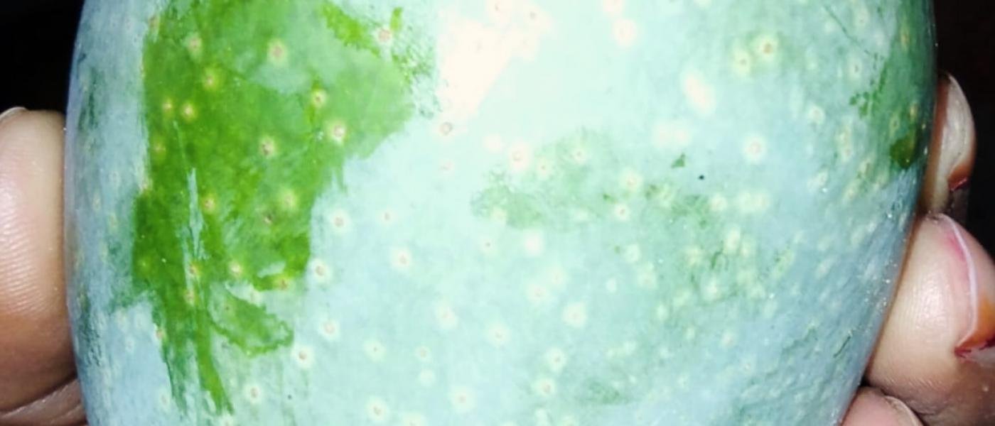 6 jardalu  approx 1.2 kg