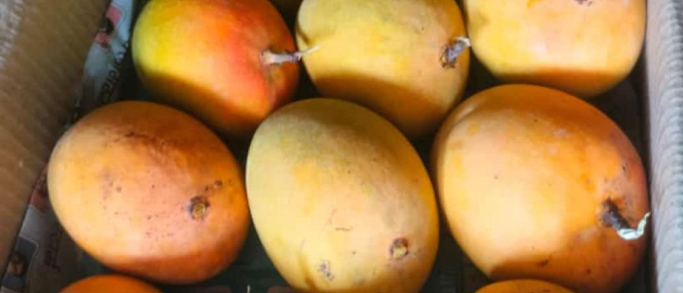 Alphanso mangoes  1500 INR
