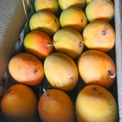 Alphanso mangoes  1500 INR