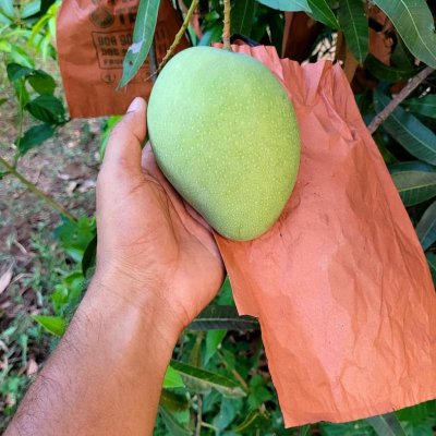 Mangoes