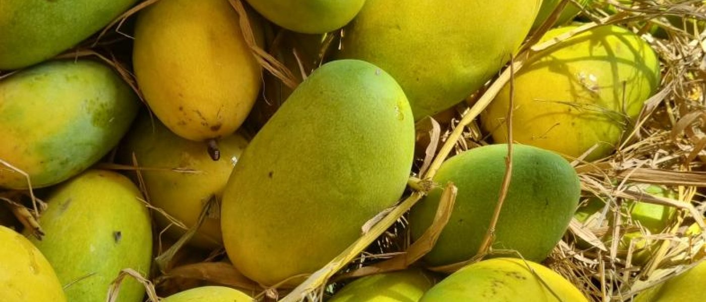 Mangoes (seasonal)