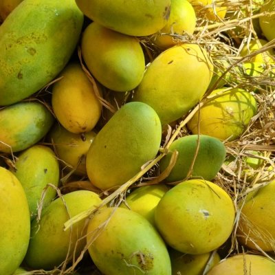 Mangoes (seasonal)