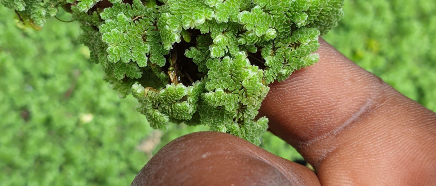 Azolla seeds