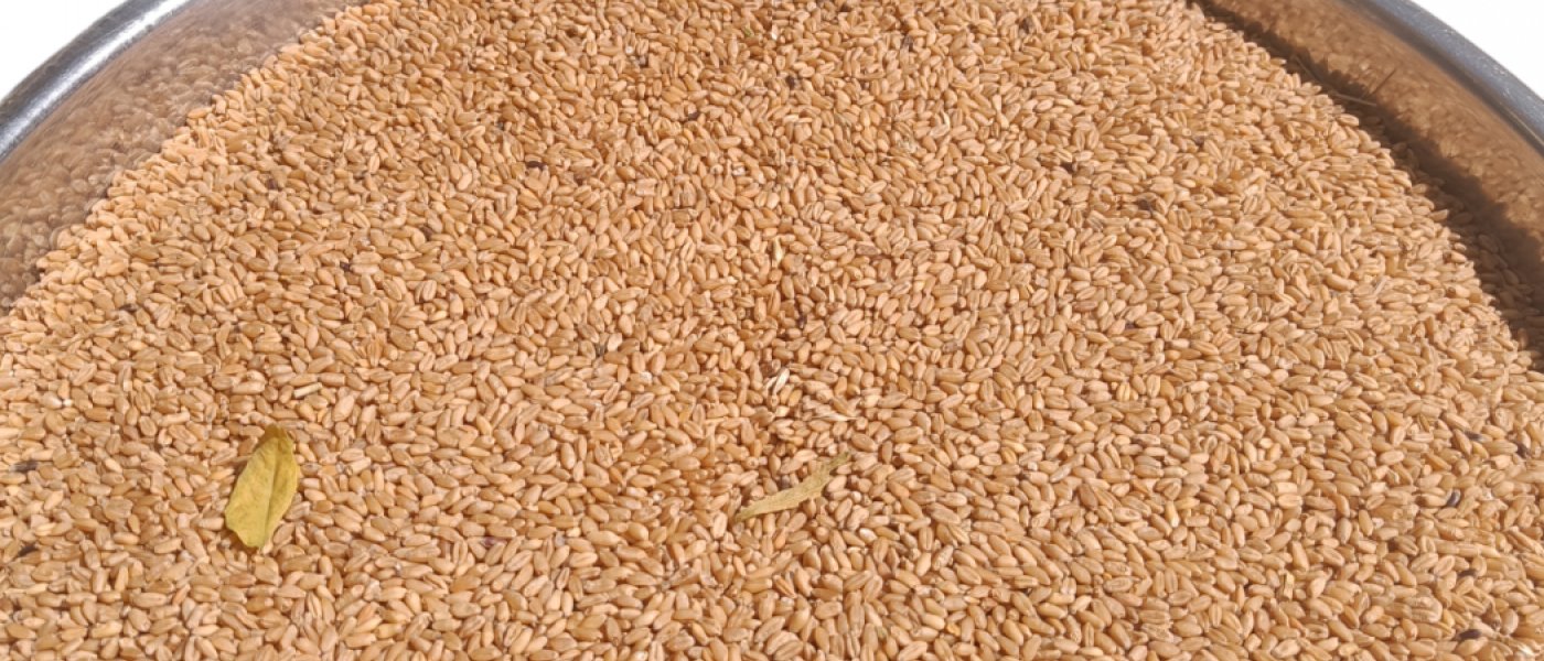 Organic Black Wheat & Organic brown Wheat