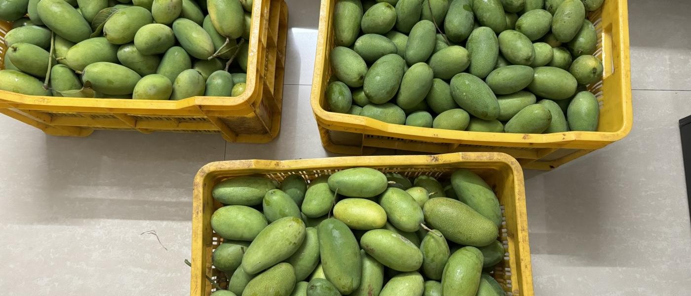 Mangoes