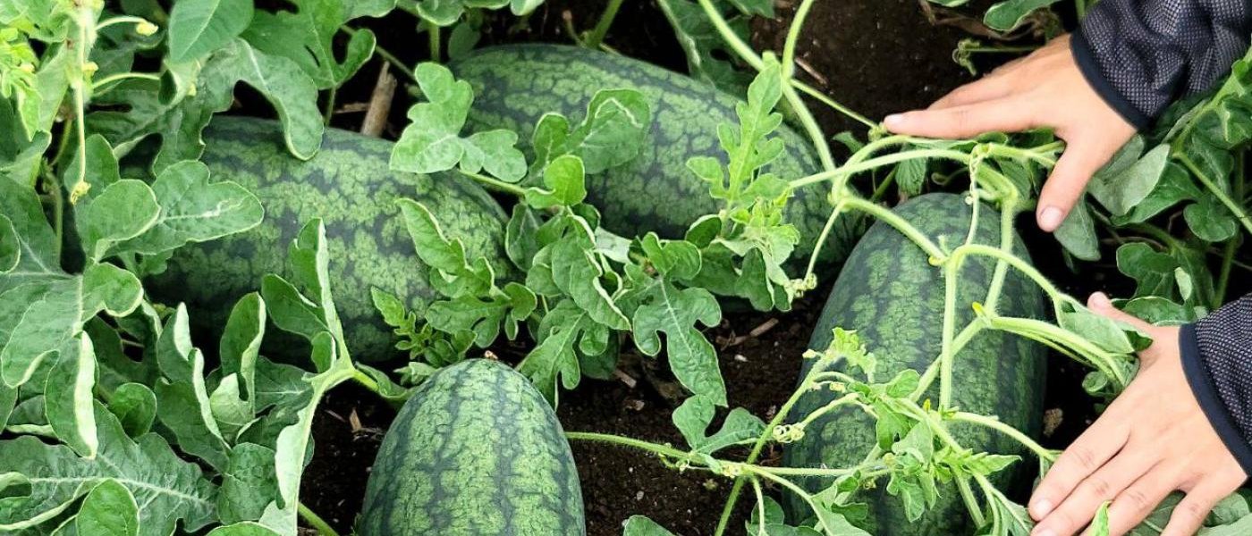 Watermelon ðŸ‰