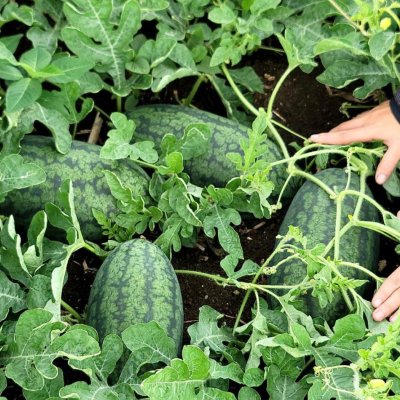 Watermelon ðŸ‰