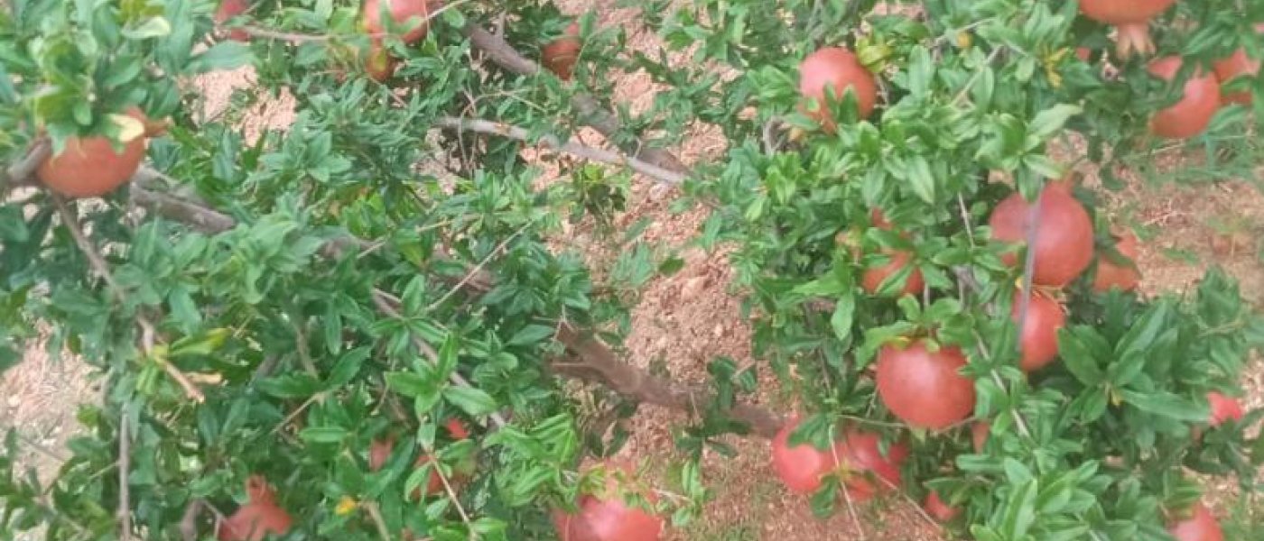 Pomegranate fruits