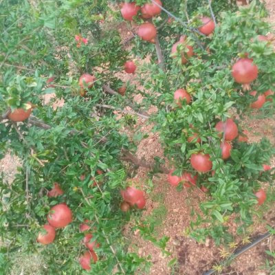 Pomegranate fruits