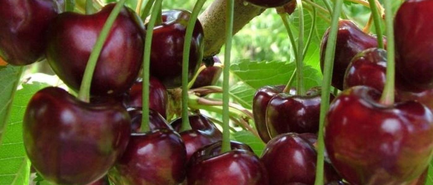Fresh cherries