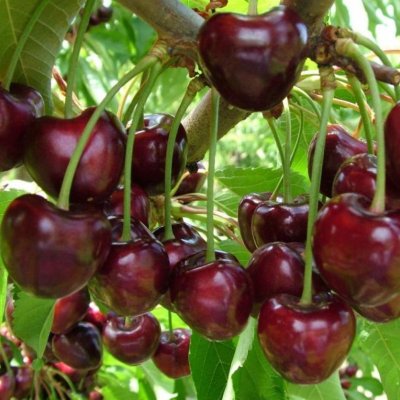 Fresh cherries