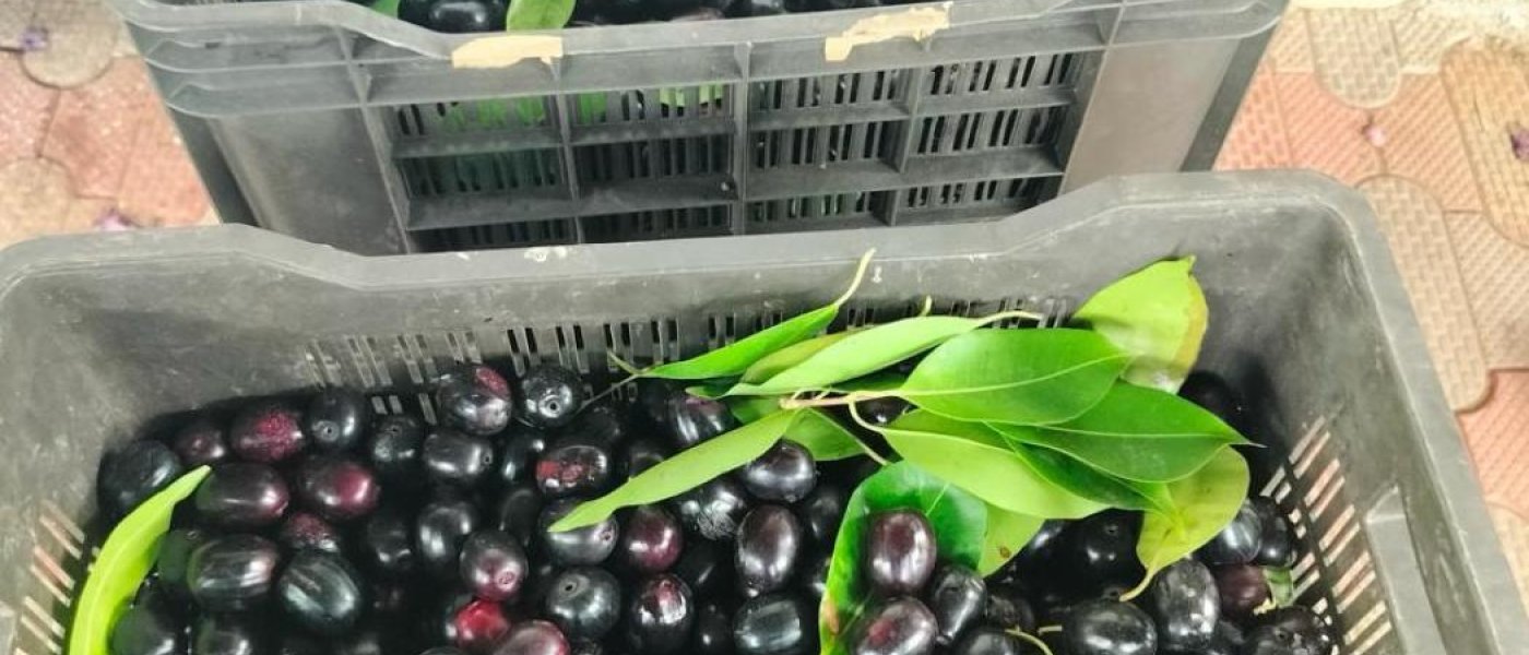 Black plum / black jamun ( seasonal)