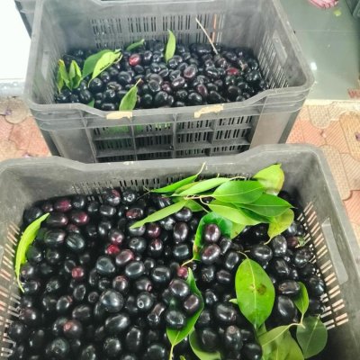 Black plum / black jamun ( seasonal)