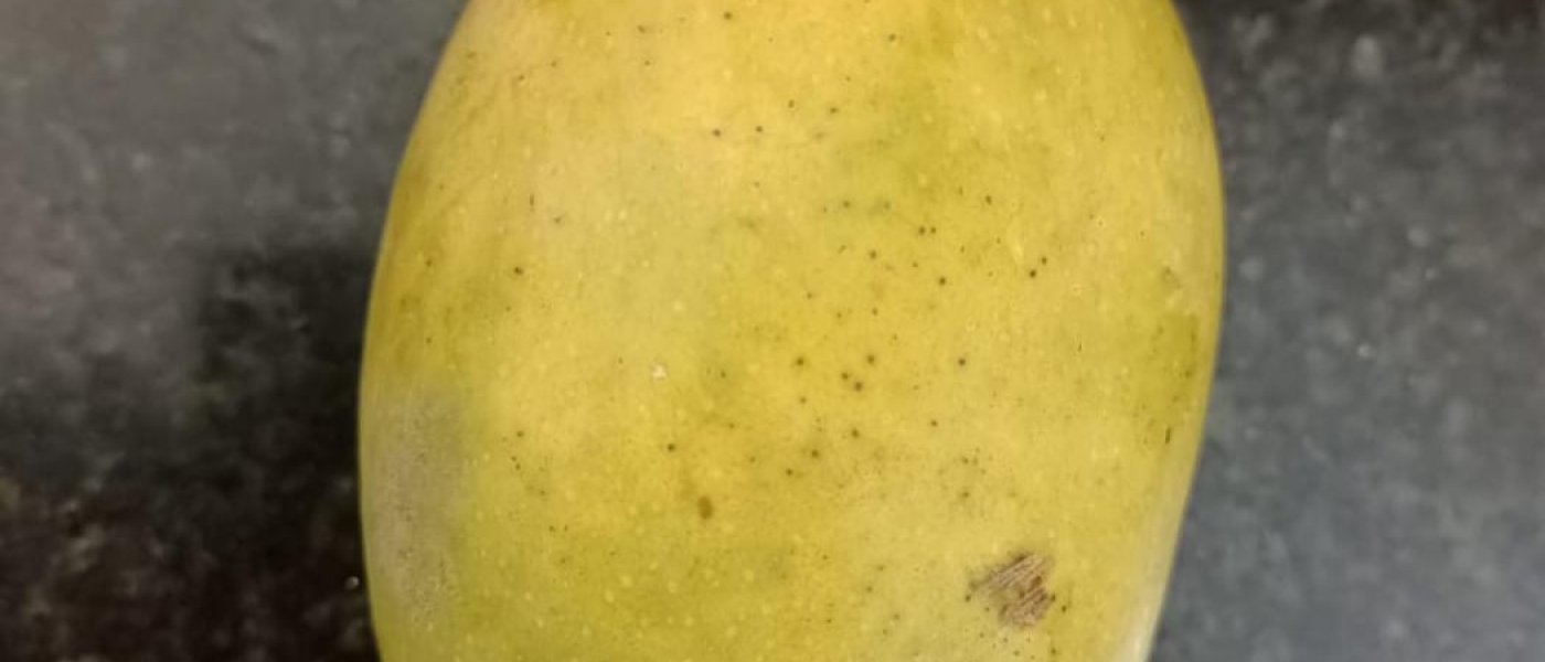 Gujarat Kesar Mangoes