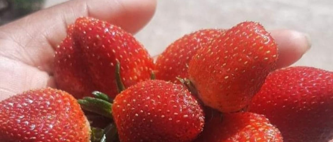 Strawberries