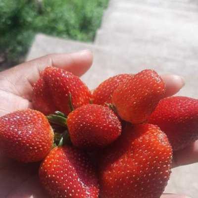 Strawberries