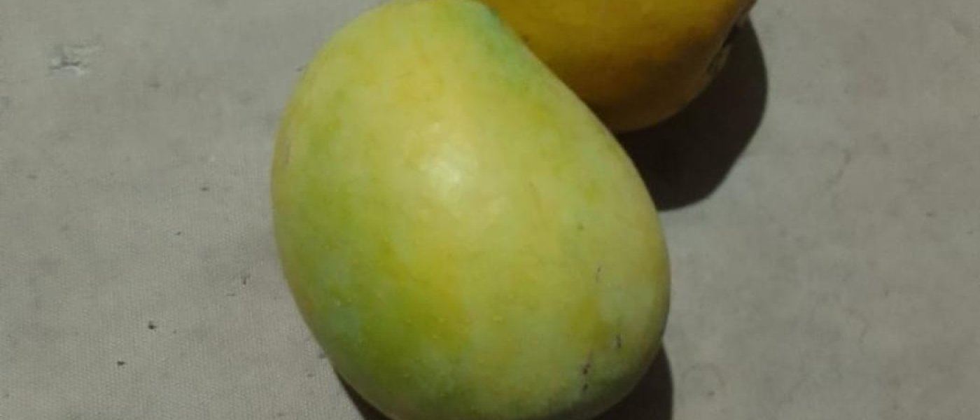 Organic mango