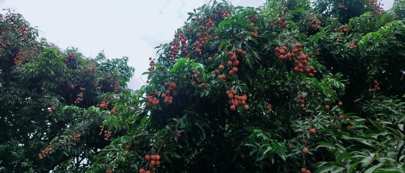 Fresh farm litchi