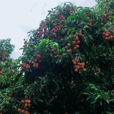 Fresh farm litchi